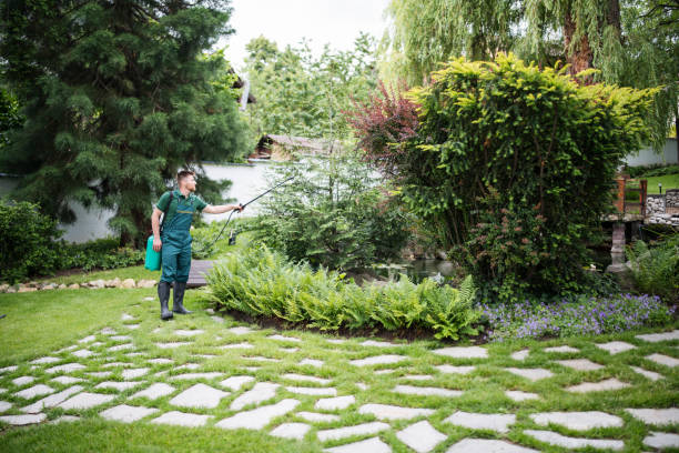 Best Local Pest Control Services  in Swift Trail Junction, AZ