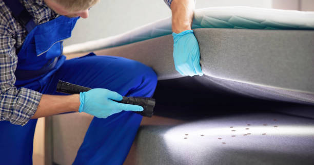 Best Termite Control Services  in Swift Trail Junction, AZ