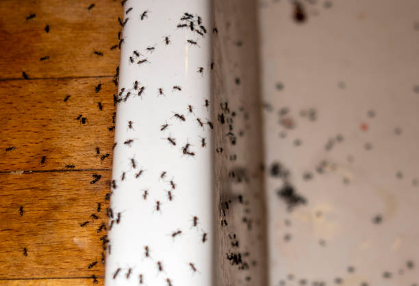 Best Pest Prevention Services  in Swift Trail Junction, AZ