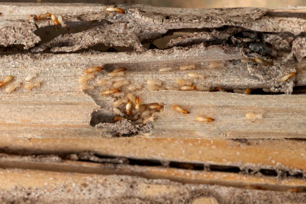 Best Affordable Pest Control Services  in Swift Trail Junction, AZ
