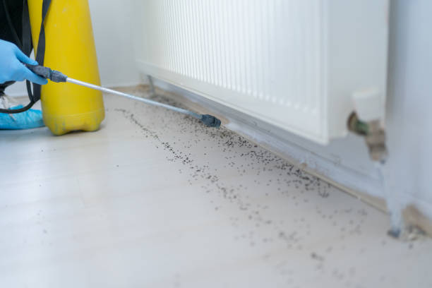 Flea Control Services in Swift Trail Junction, AZ